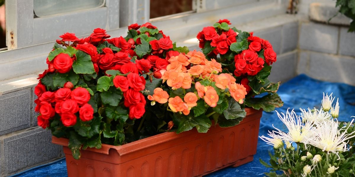 新手养花不如养盆花中精品玫瑰海棠花花色丰富枝叶翠绿