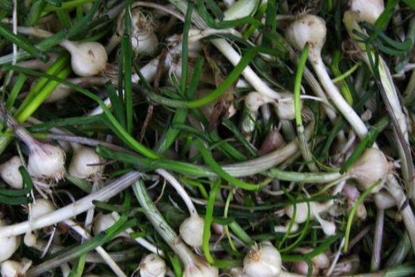 响头蒜,有的地方还有个名字好有趣的,叫大脑瓜崩