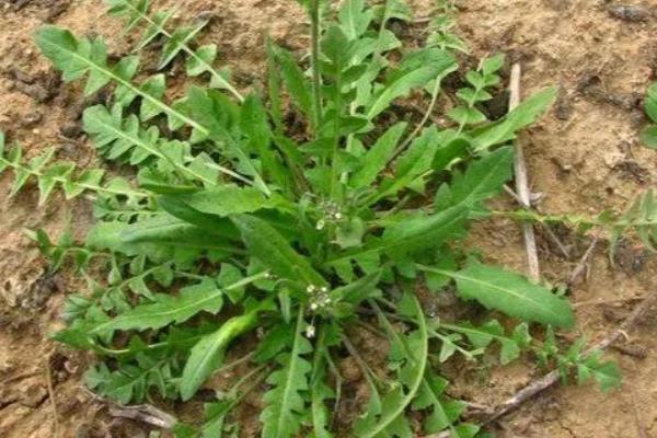 藏在路边的清肠草,这三种不可错过,清肠刮油它最棒!