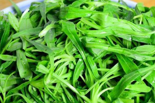 藏在路边的清肠草,这三种不可错过,清肠刮油它最棒!