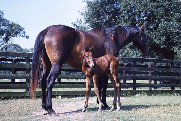 家里有属马的吗5月属马人有百年一遇的喜事出来接喜啦