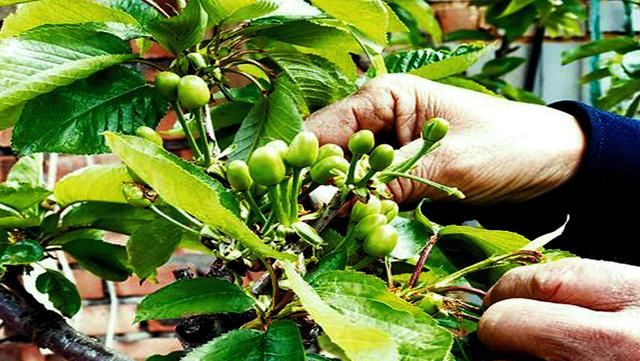 疏花疏果能产生不同作用?确实,苹果老农帮您分析其中的技巧