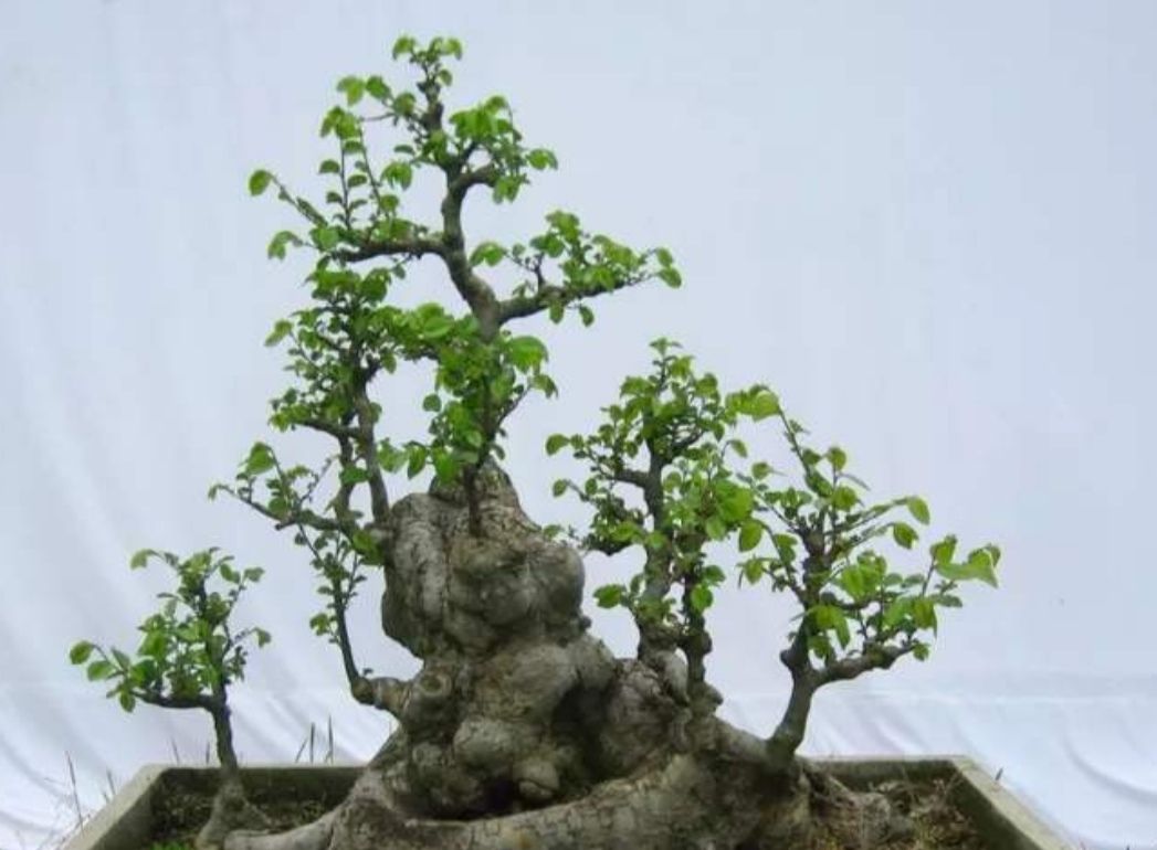 山上2种“疙瘩树”,苍劲古朴、树姿优美,经常被用来做盆景|榆树|盆景|疙瘩_新浪新闻