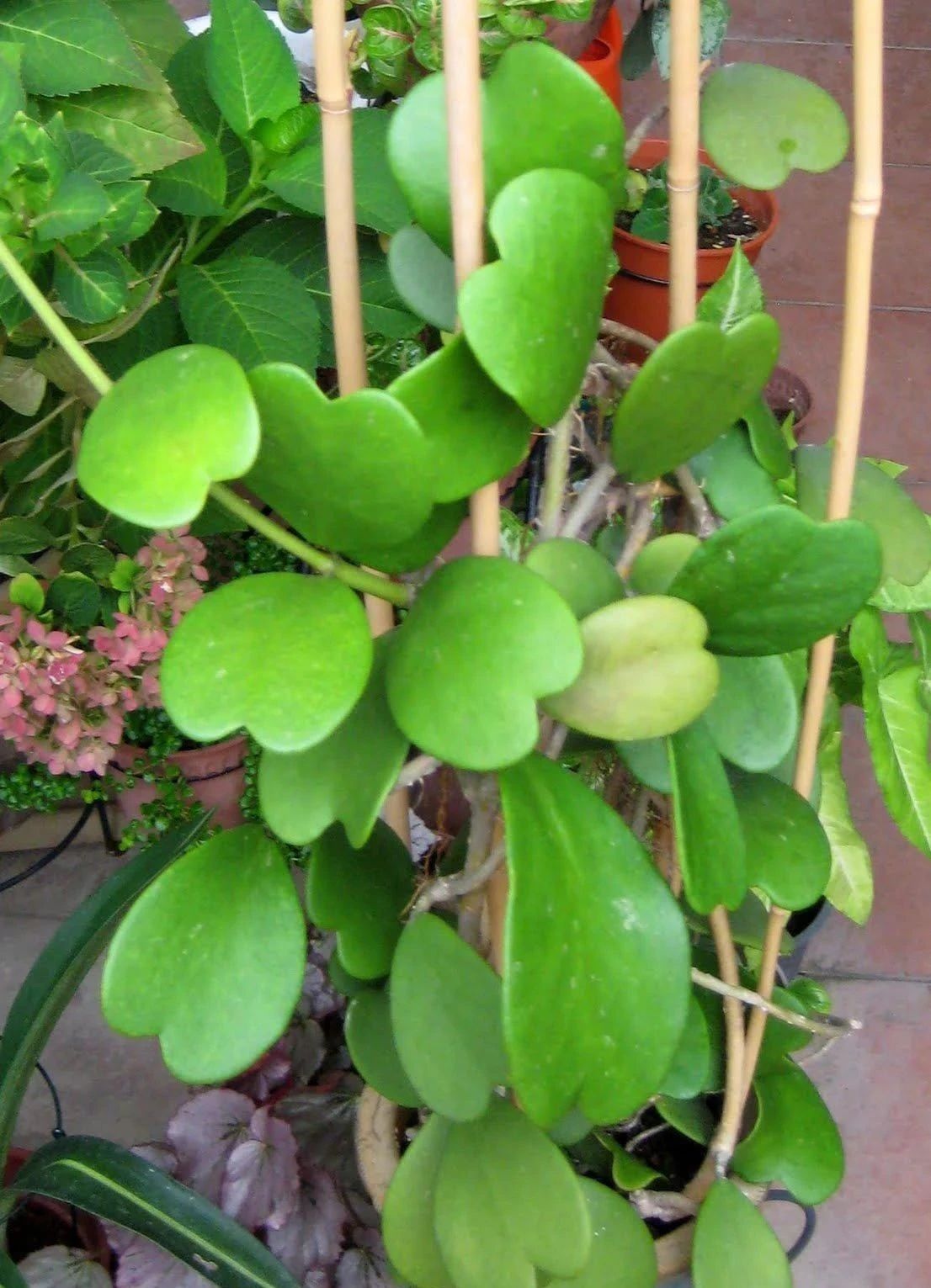 只用叶子就能繁殖的心叶球兰养护难度低为啥很难养开花