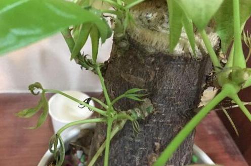 烦恼发财树不发芽?掌握"刻芽"小妙招,枝干发芽效果真明显