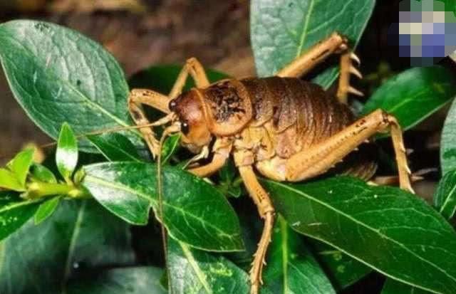 最大的蝗虫,据说一顿就可以吃下一整根胡萝卜,网友:太吓人了