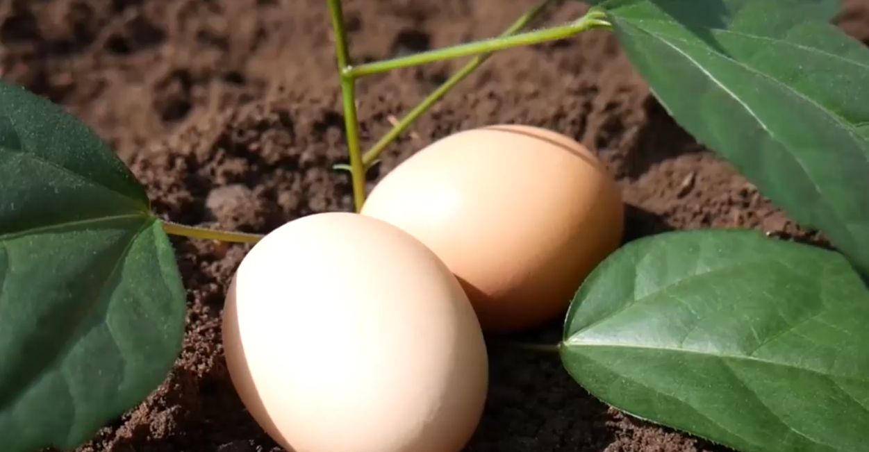 世界最神奇的树,能长出十几颗"鸡蛋",母鸡见了都发愁!|母鸡|金银茄|果