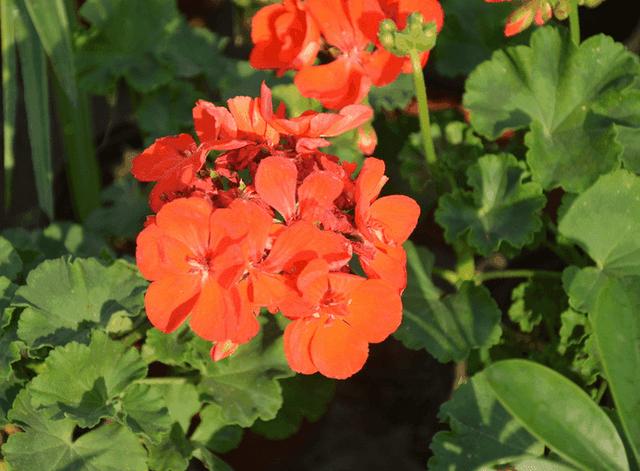 天竺葵花色鲜艳盛开大气美观如何避免养成一季花有方法