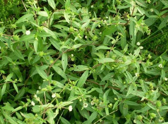 这种野草比起何首乌不遑多让,深受农村妇女喜爱,如今已相当稀少