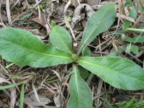 此为 苦地胆 田间地头随处可见 抗菌消炎 堪称土人参 了解下