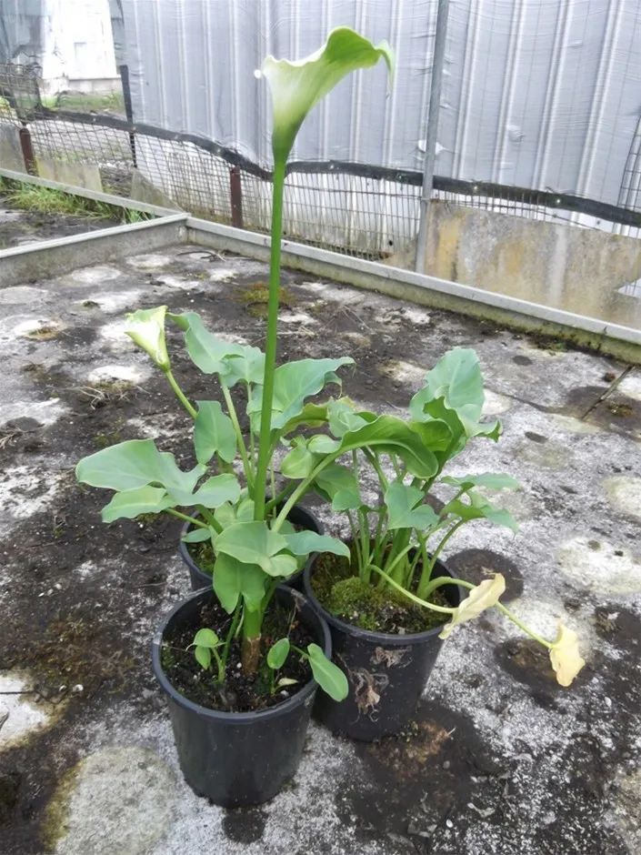 马蹄莲养成盆栽后用块茎繁殖,5月份也能种,在夏天却容易养不好