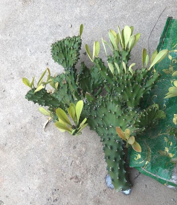 这花叫麒麟掌,跟珊瑚很相似,白色汁水带有微毒,养护要注意