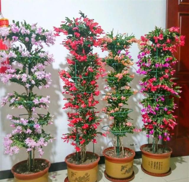 嫁接神木叶仙泼泼辣辣窜3米嫁接蟹爪兰开成花瀑布