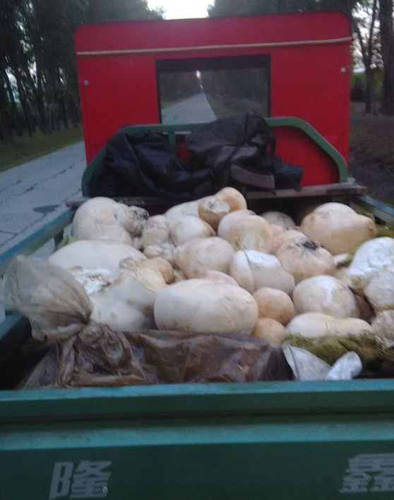 农村山上发现"白色大馒头",拉一车到集市,50一斤高价被收走