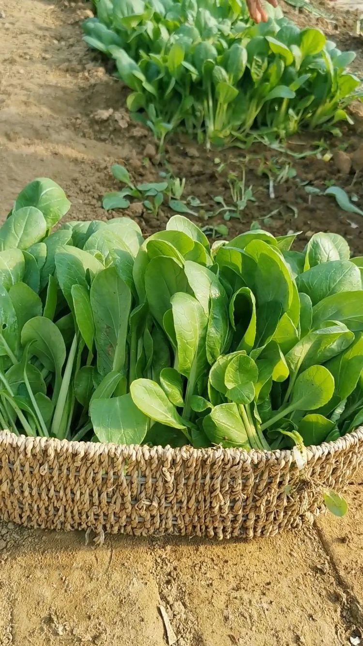 又到种鸡毛菜的季节从种到收仅20来天撒籽就长鲜嫩好吃