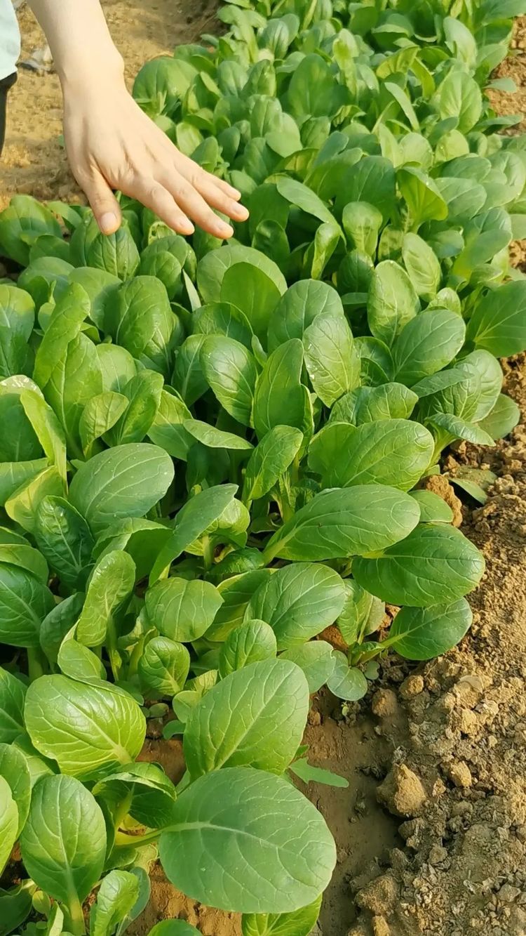 又到种鸡毛菜的季节从种到收仅20来天撒籽就长鲜嫩好吃