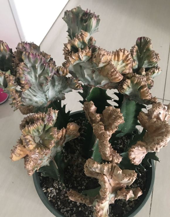 这花叫麒麟掌,跟珊瑚很相似,白色汁水带有微毒,养护要注意