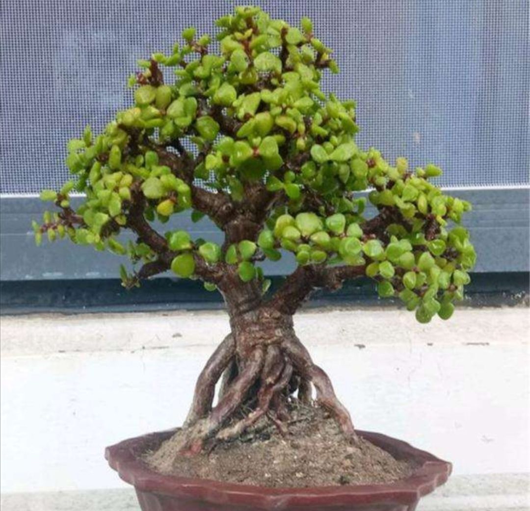 金枝玉叶养成盆景,不只是简单的浇水,还应做好这几件事