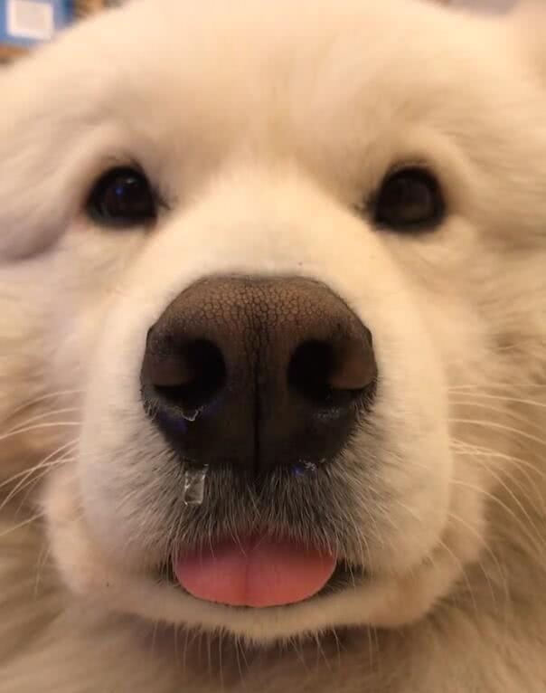 狗狗冻得流出清鼻涕冷得直哆嗦网友一瞧点评南方的狗