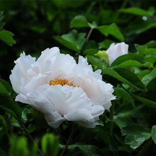 洛阳新添绿牡丹,一株售价高达10万元,不过可以免费参观