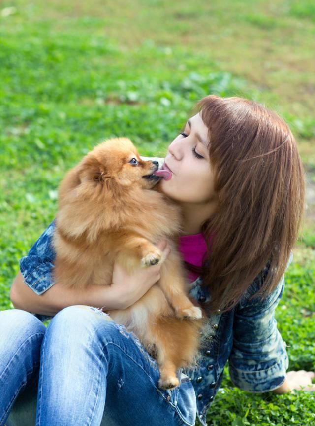 博美为啥总爱舔人嘴巴?皆是出于这5个原因,没啥坏处,还很暖心