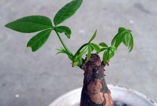 烦恼发财树不发芽?掌握"刻芽"小妙招,枝干发芽效果真明显