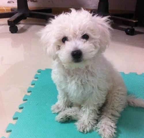 尴尬期的比熊千万别扔,再丑也要忍住,养养就好了!