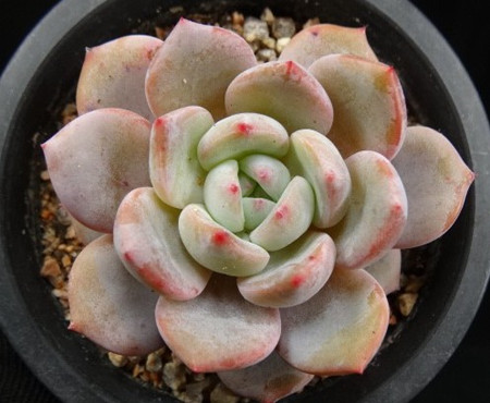 多肉植物芙蓉雪莲和雪莲梦露怎么区别