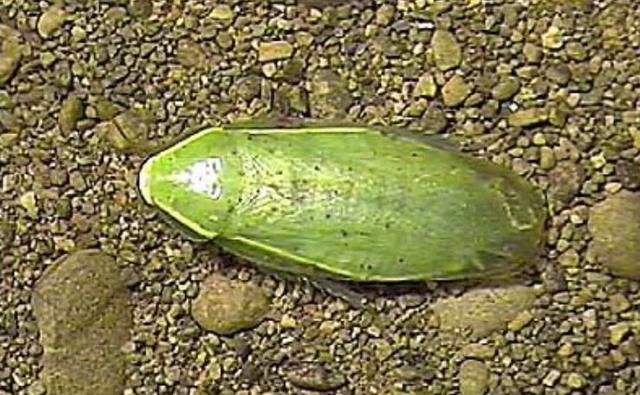 你见过有"洁癖"的蟑螂吗这种蟑螂极爱干净,全身绿色只吃植物|蟑螂|古