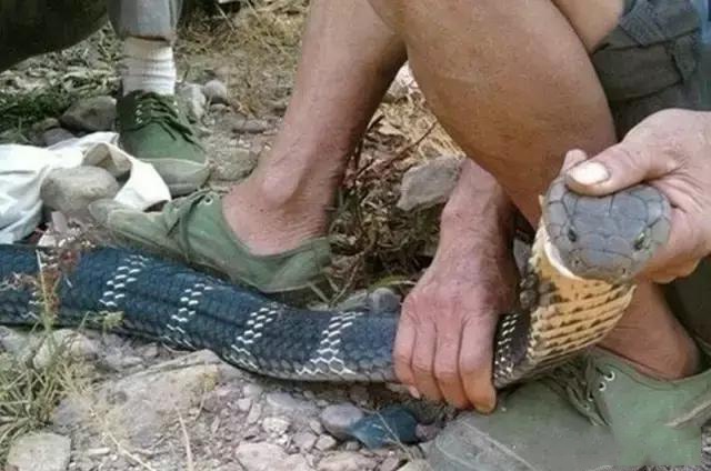 再凶猛"过山风"毒蛇入到村中,都会被村民徒手捕捉