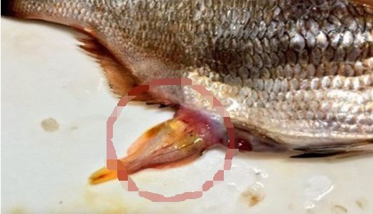 小伙买了条鱼回来,鱼肚子却大得出奇,仔细一看发现赚到了