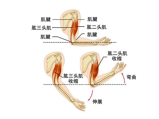 2. 肱三头肌
