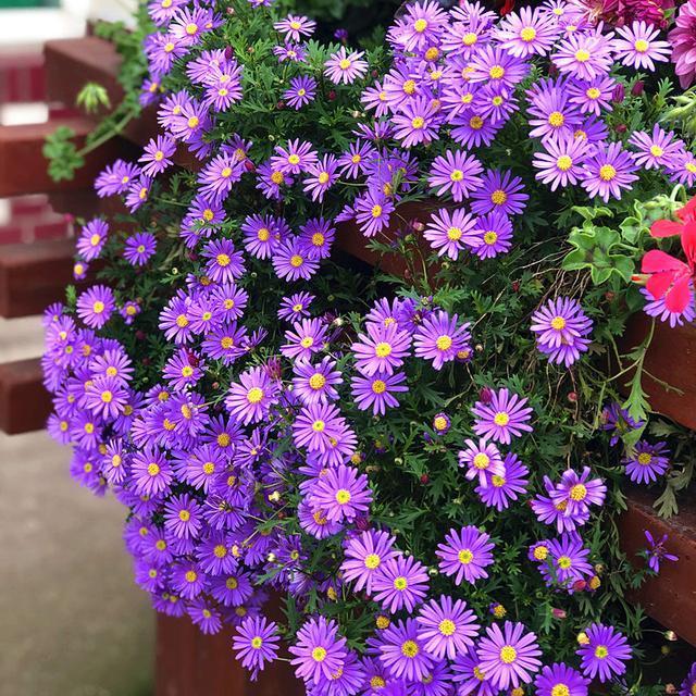 全年都在爆盆的花卉,剪一茬,开一茬,颜值高开花快,耐寒又耐热|盆地