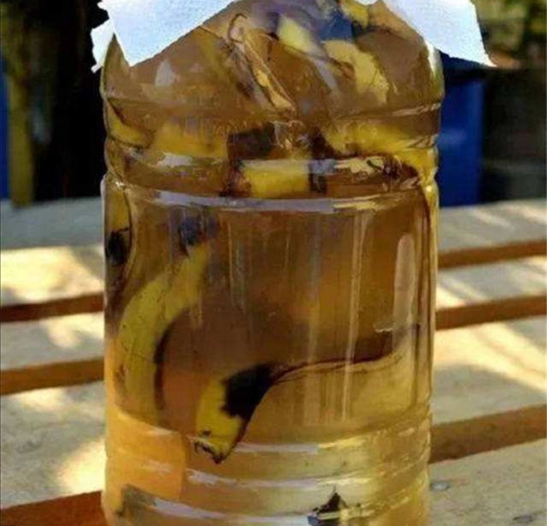 家中养花,常浇3种"果皮水",叶片鲜绿有光泽