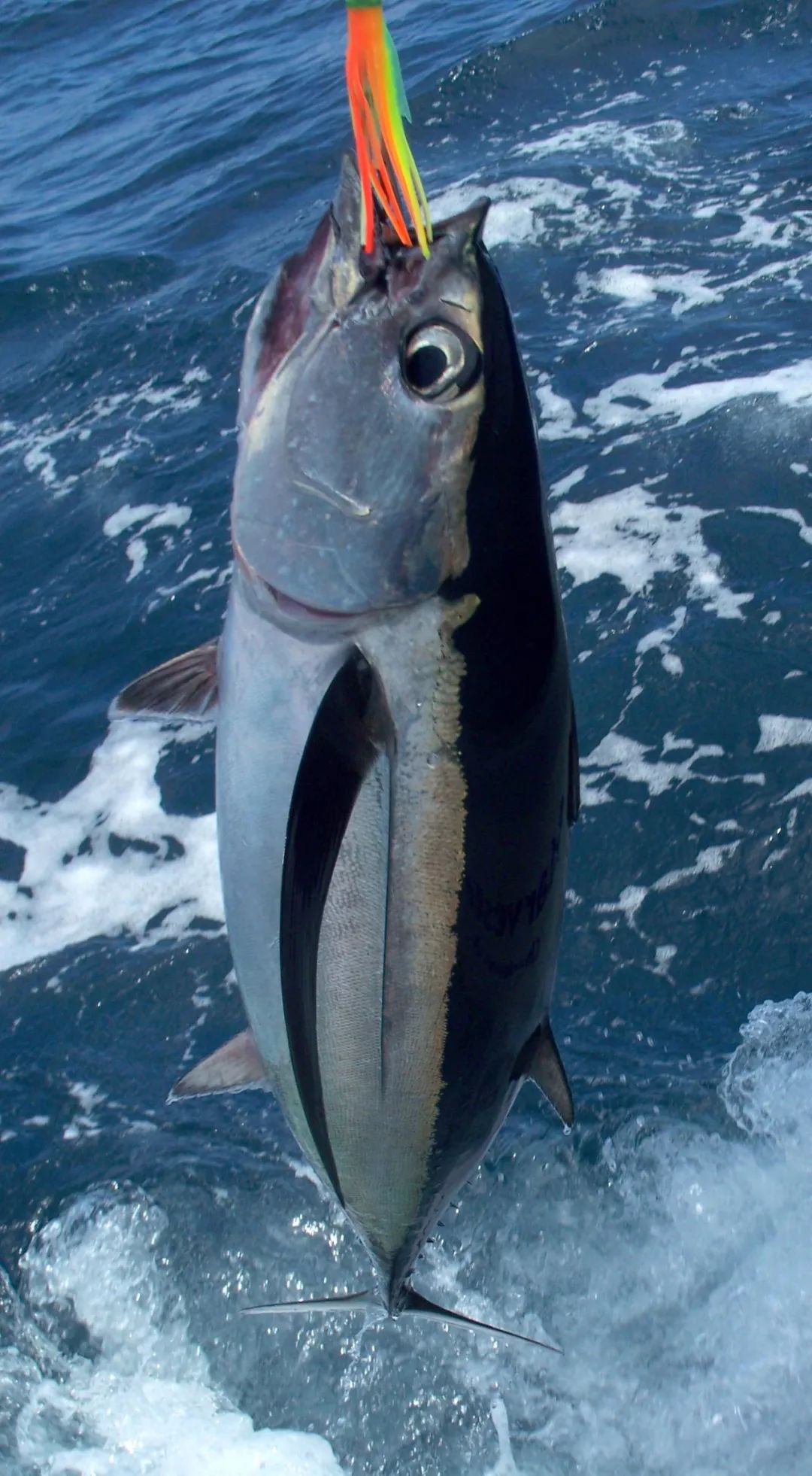正文  长鳍金枪鱼外形呈鱼雷状,皮肤光滑,鱼鳍流线型.
