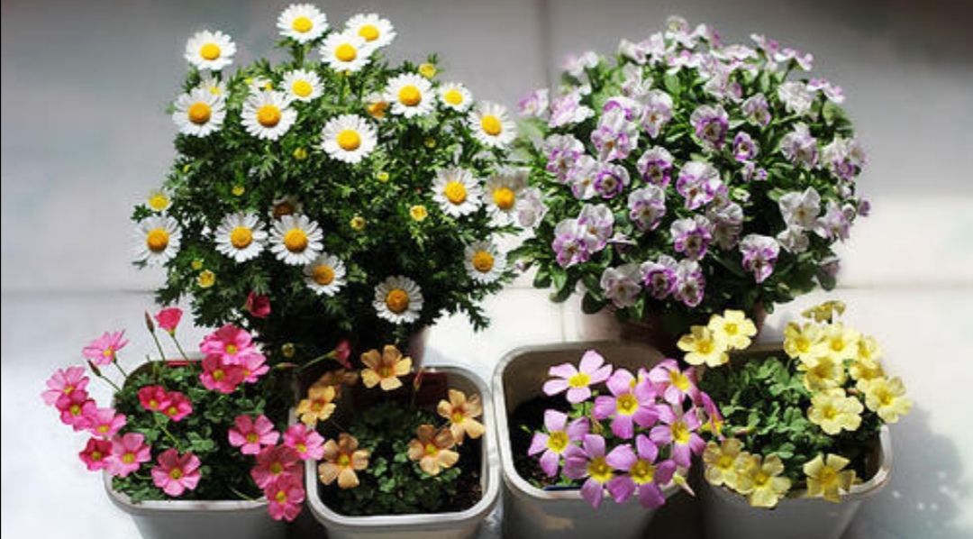 家庭养花 春天有 4忌 不能太疏忽 不然容易出问题 植株 花卉 盆栽 新浪新闻