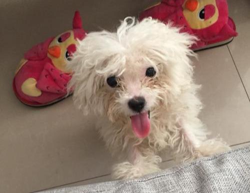 尴尬期的比熊千万别扔,再丑也要忍住,养养就好了!