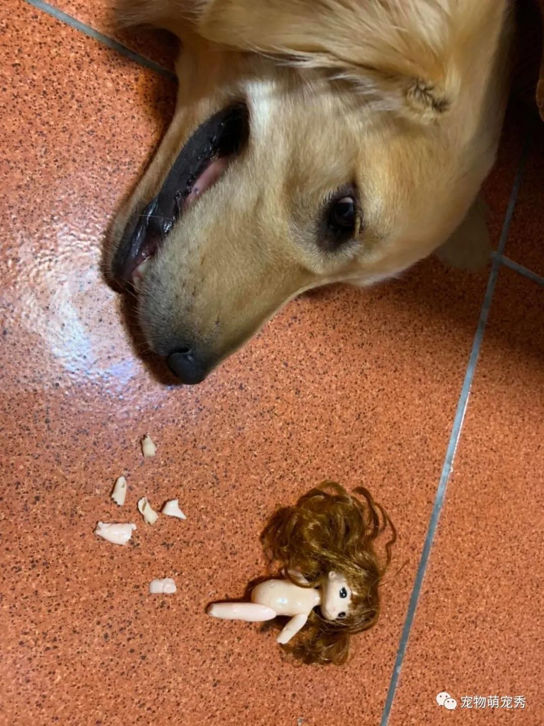 我的狗狗吃过巧克力,葡萄,瓶盖,尿片,棉花,今天它拉出只袜子