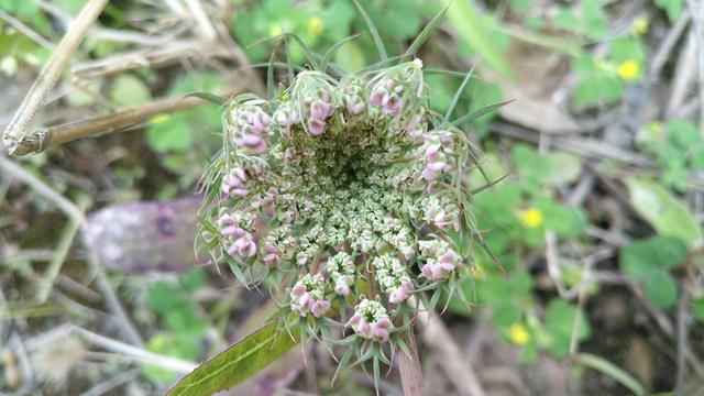 农村里常见的一种野萝卜,农民无人问津,为啥还有人专门种植?