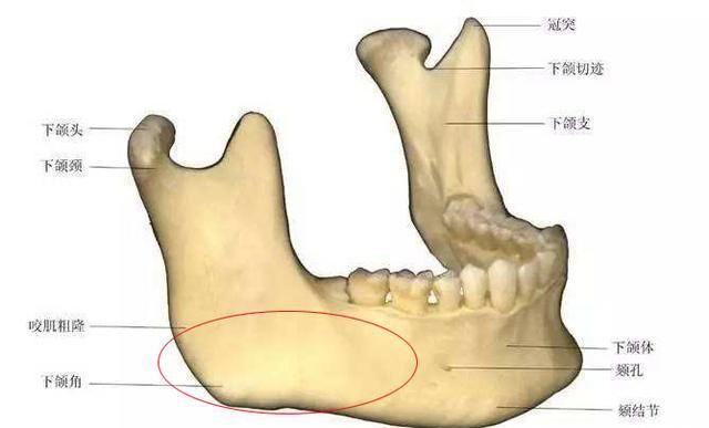 智齿是上下排牙列最里面一颗,对面部支撑基本构不成作用,这样一颗小小