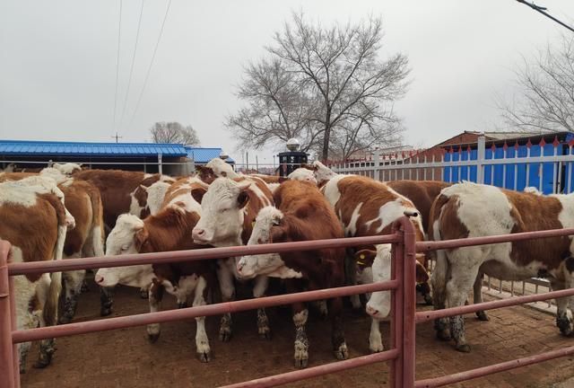 叫我养牛王红薯在哪解锁