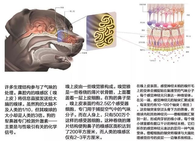 美大学训练狗嗅觉新冠病毒检测网友要是狗狗也感染了咋办