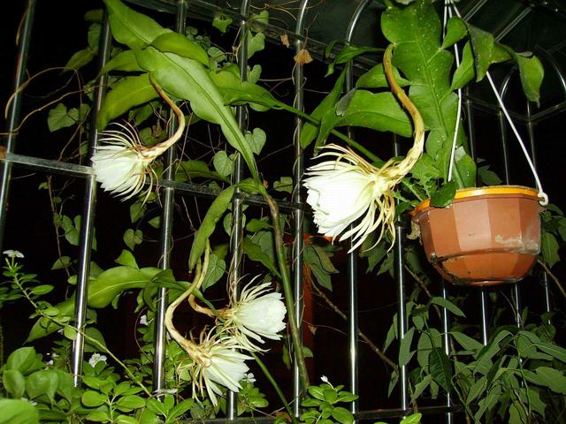 昙花养得年年开花,掌握好技巧,昙花一现开花美