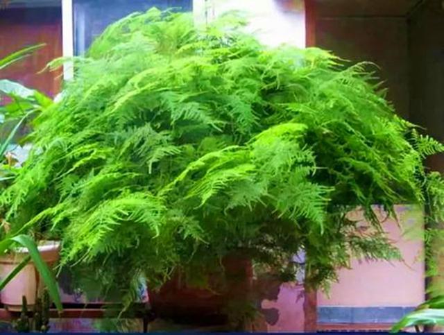 文竹品质高雅寓意好将文竹养成盆景不黄叶茎叶挺拔