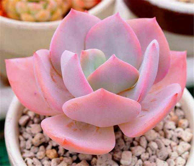 最浪漫的6种粉色多肉,颜色亮丽,养护简单,粉粉嫩嫩超可爱