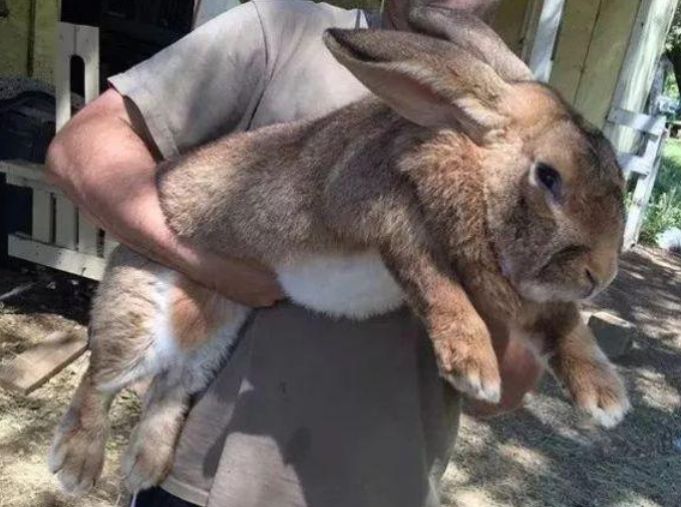 澳大利亚"人兔大战"持续百年,当地民众惨败,四川人:我们不吃