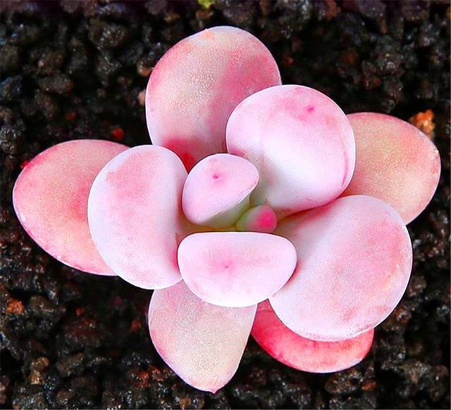 最浪漫的6种粉色多肉,颜色亮丽,养护简单,粉粉嫩嫩超可爱