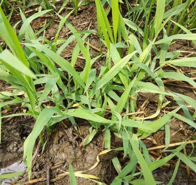 有种野草叫马唐农民伯伯对其恨之入骨动物却非常喜欢