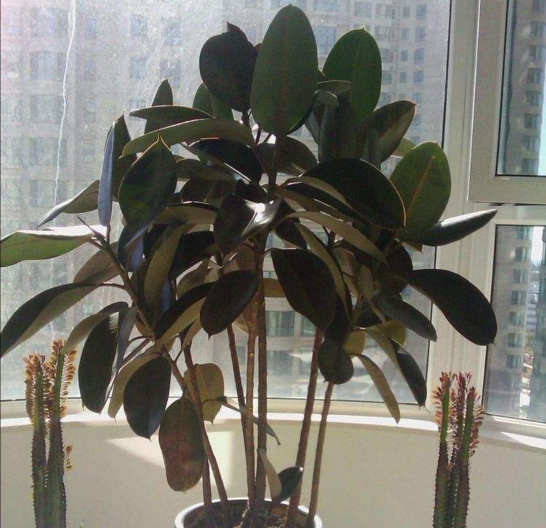 橡皮树不长侧枝,记得给它做1件事,长得旺,树形更美观