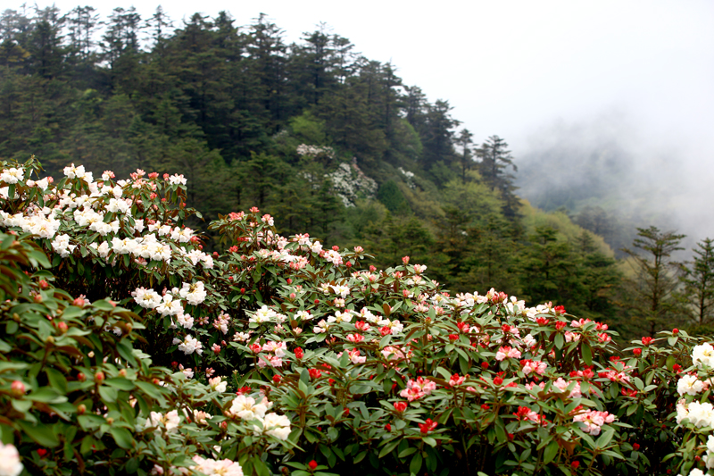 美哭了峨眉山18万亩杜鹃花正在盛放